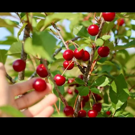 Casa Do Ginjao Nyaraló *