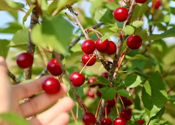 Casa Do Ginjao Nyaraló *